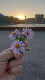 Close-up of hand holding purple flowering plant