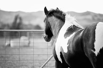 Horse on field