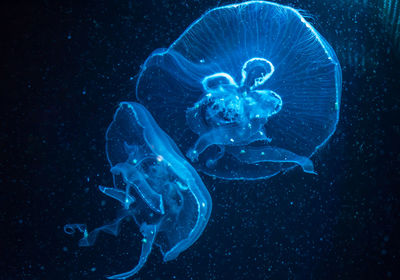 Jellyfish swimming in sea