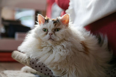 Close-up portrait of a cat at home