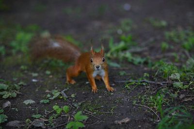 Close-up portrait of squirrel