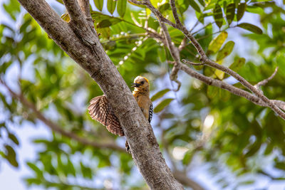 Low angle view of bird perching on tree