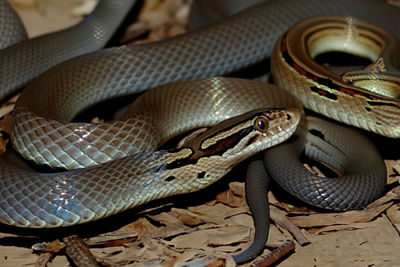 Close-up of snake