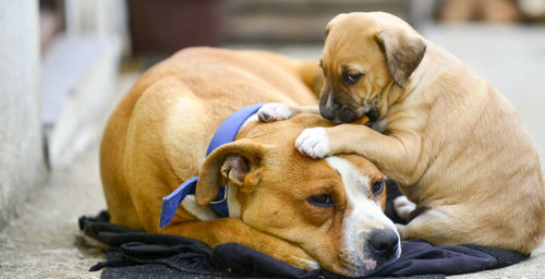 Close-up of two dogs