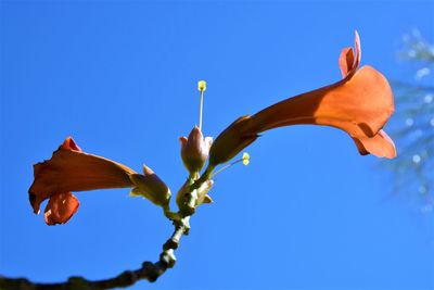 Low angle view of day lily against clear blue sky