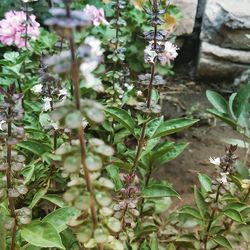 Close-up of plants