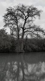 Tree by lake against sky