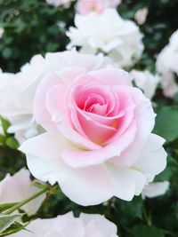 Close-up of pink rose blooming outdoors