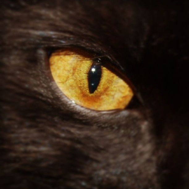 close-up, pets, one animal, domestic animals, animal themes, animal eye, part of, extreme close-up, indoors, staring, extreme close up, animal head, animal body part, mammal, human eye, full frame, domestic cat, looking at camera, backgrounds, selective focus