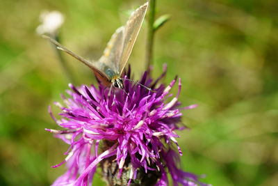 Close-up of butterfly pollinating on purple flower