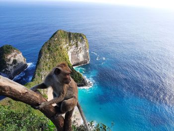 High angle view of an animal on rock