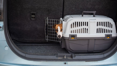 Portrait of dog in car