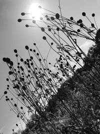 Low angle view of silhouette plants against clear sky