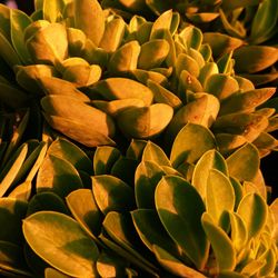 Full frame shot of succulent plant