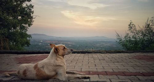 Dog sitting on mountain against sky