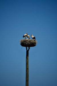 Bird perching on wooden post against clear sky