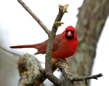 Low angle view of bird perching on tree