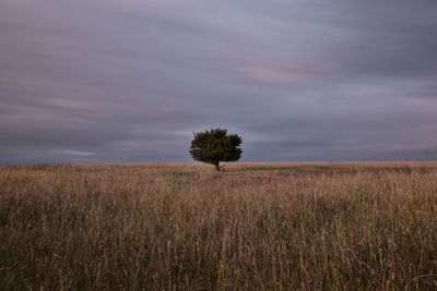 Minimalism photography of a tree in the area of hildesheim