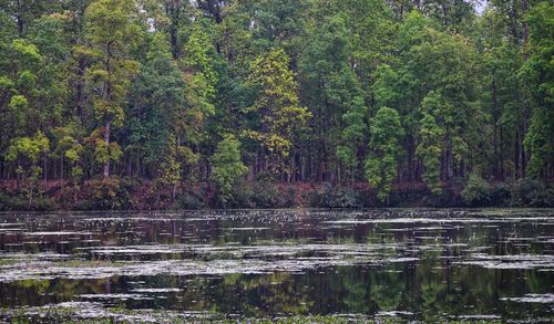Trees by lake in forest
