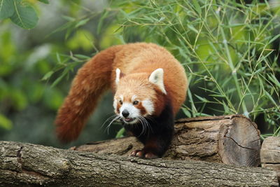 Close-up of red panda