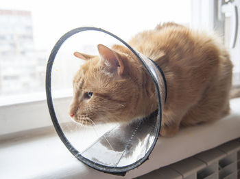 Close-up of a cat looking away