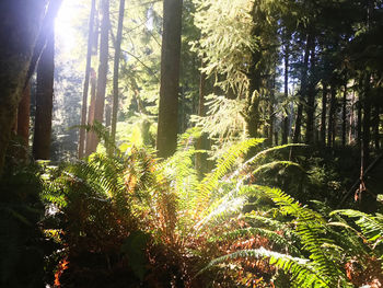 Sunlight streaming through trees in forest