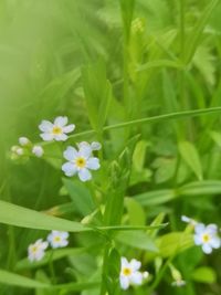 Close-up of flowering plant