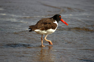 Side view of bird on beach