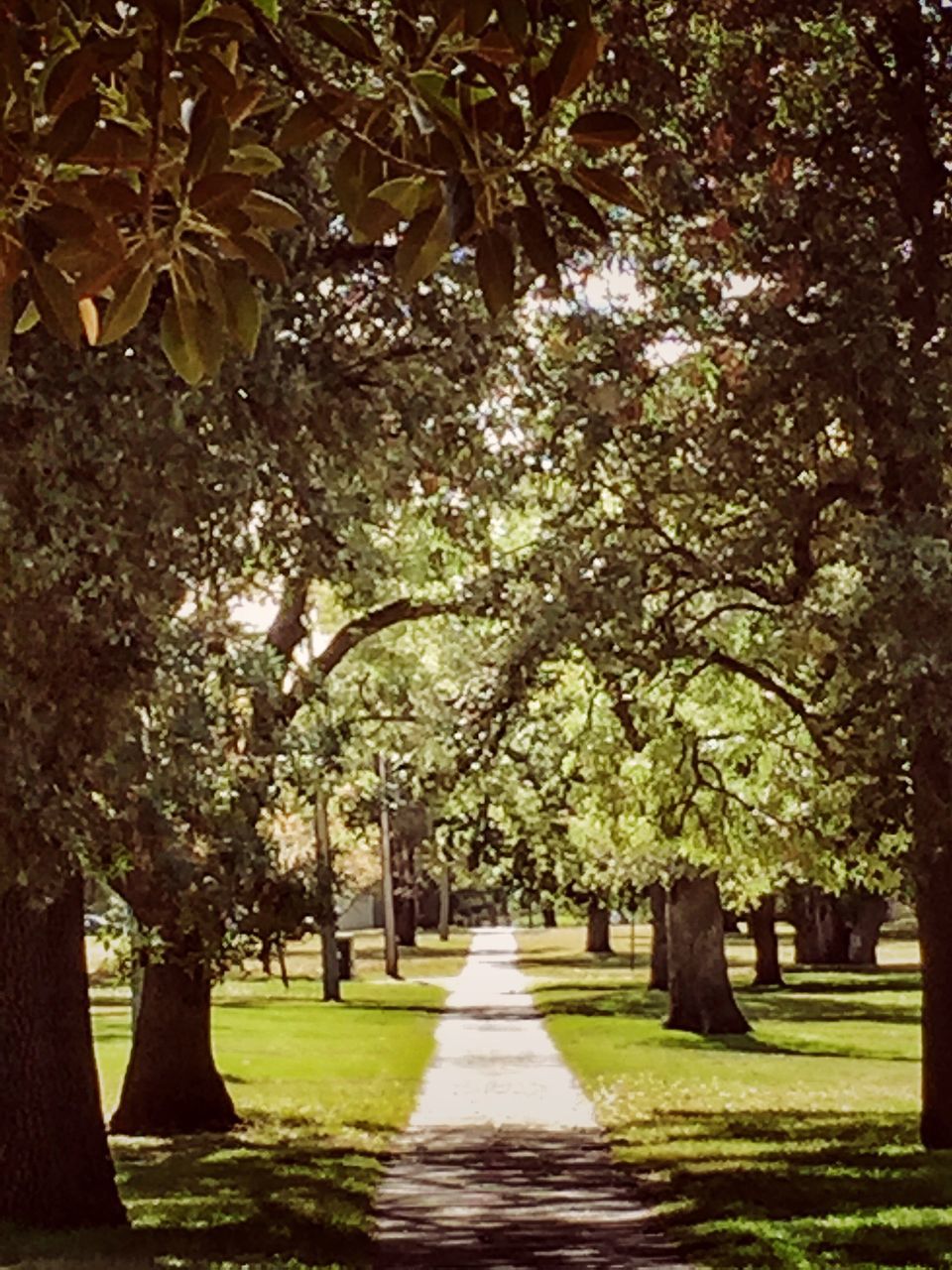 tree, the way forward, growth, grass, footpath, park - man made space, tree trunk, green color, treelined, branch, tranquility, nature, shadow, diminishing perspective, sunlight, park, road, tranquil scene, empty, walkway