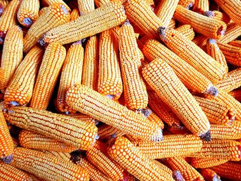 Full frame shot of healthy organic corn