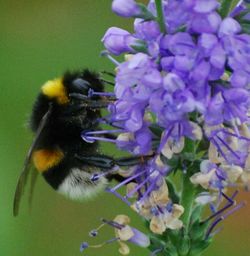 Close-up of honey bee on purple flower