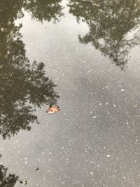 High angle view of bird in puddle
