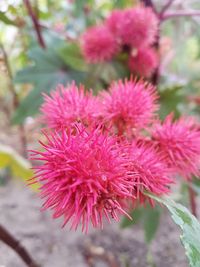 Close-up of pink flowering plant