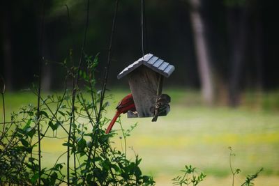 Close-up of birdhouse on field