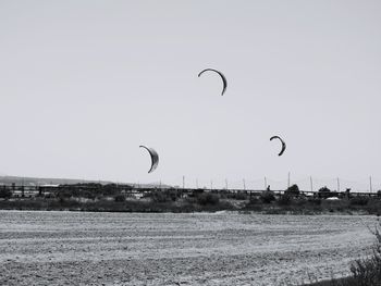 Birds flying over field against clear sky