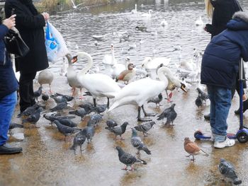 Low section of man standing on swans