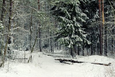 Bare trees in forest during winter