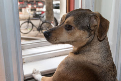 Close-up of dog