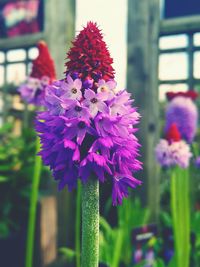 Close-up of purple flowers blooming outdoors