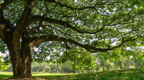 Trees in forest