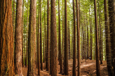 Pine trees in forest