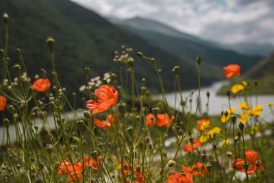 Red poppies flowers blooming in a meadow with peak mountain . wide angle view