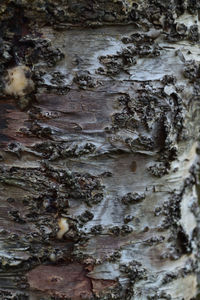 Full frame shot of tree trunk