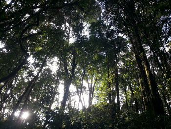 Low angle view of trees in forest