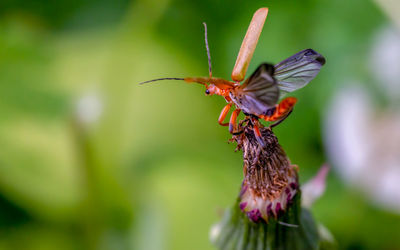 Close-up of insect on flower with wings spread