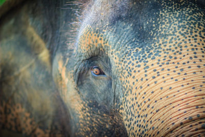 Close-up of elephant