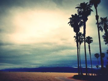 Palm trees on beach against sky