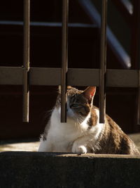 Close-up of cat sitting by railing