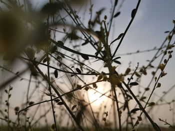 Close-up of silhouette plants against sky during sunset