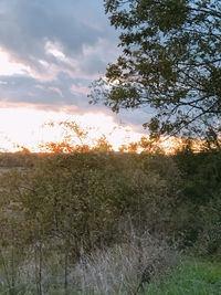 Trees on field against sky during sunset